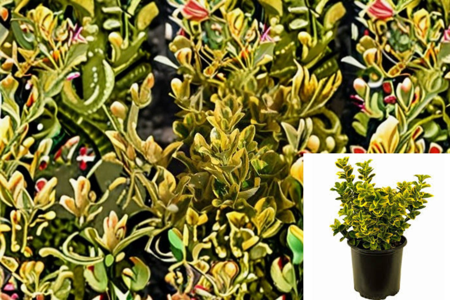 Golden Euonymus Plant - 2.5 Inch Cube - Variegated Yellow-Green Foliage - Euonymus japonicus ‘Aureomarginatus’