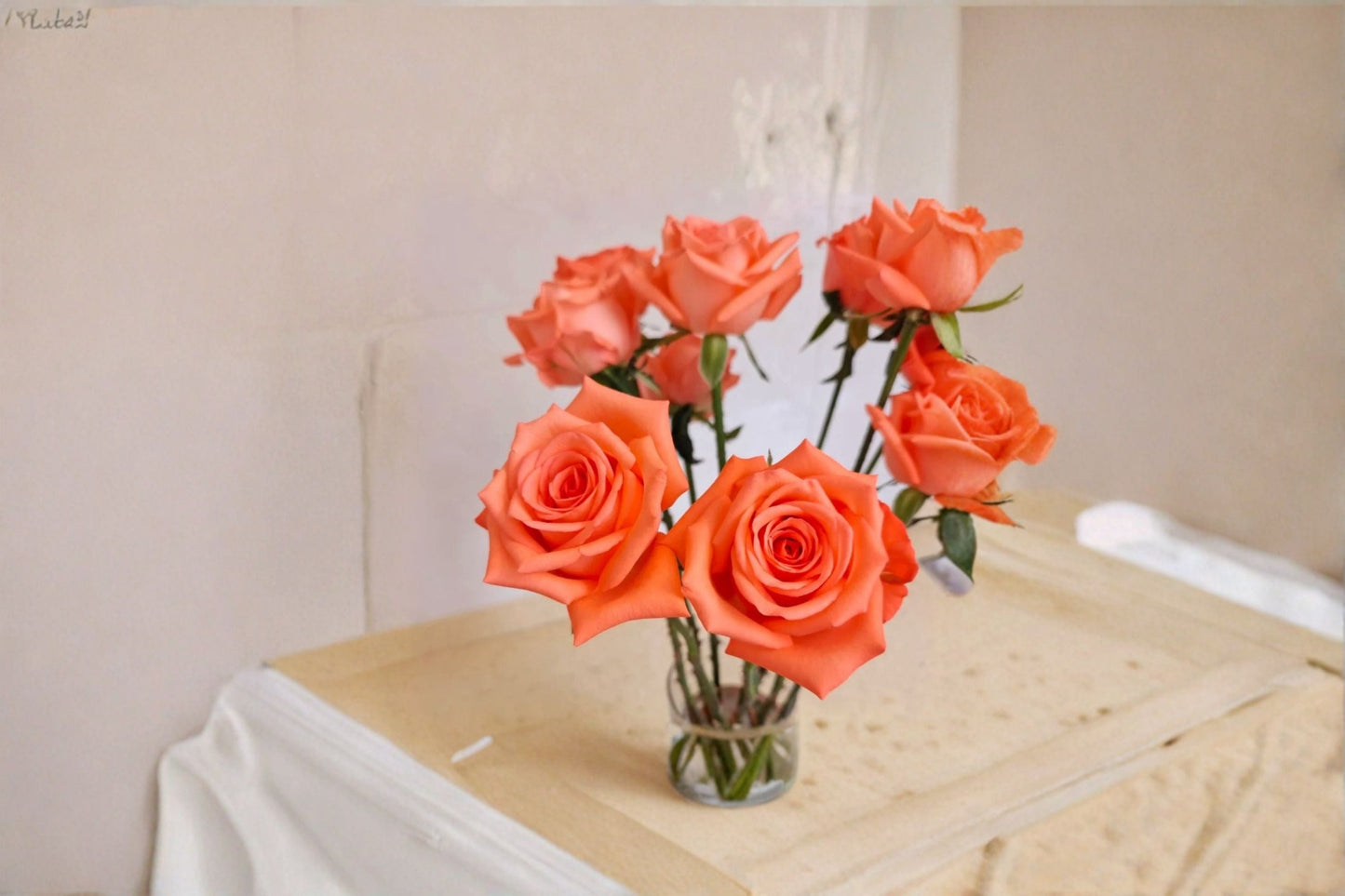 Live Garden Rose Plant - Movie Star Variety - Elegant Pink Blooms - Rosa Hybrid - Perfect for Borders & Floral Arrangements