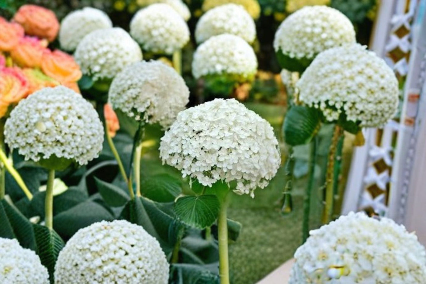 Annabelle Smooth Hydrangea Live Plant - 1 QT Pot - Large White Flowers - Hydrangea arborescens 'Annabelle'