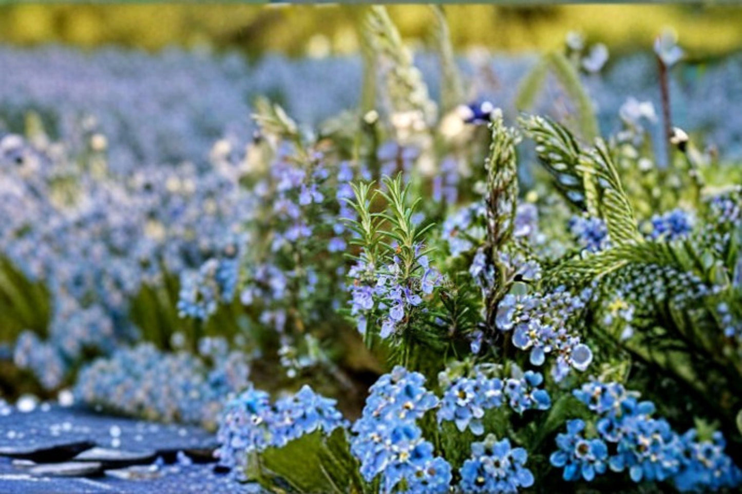 Creeping Rosemary Plant - Aromatic Trailing Herb - Rosmarinus officinalis - Blue Flowers - Drought Tolerant Groundcover
