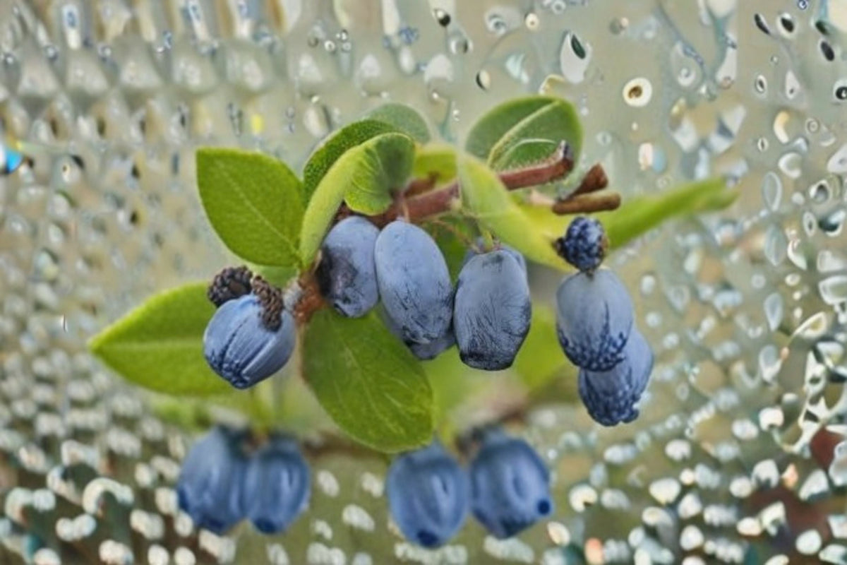 Honeyberry Cuttings 8-Pack - Lonicera caerulea - Blue Berry Fruit Shrub for Propagation - Cold Hardy Edible Plant