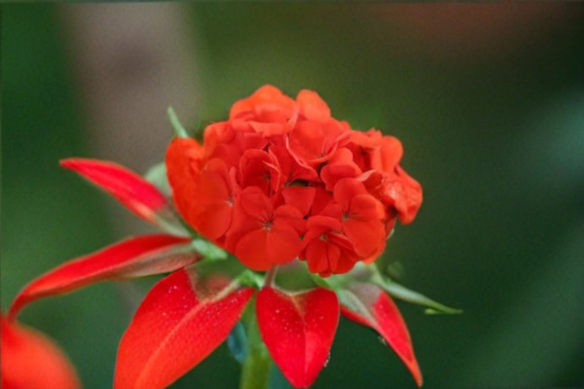 Red Geranium Cuttings 6 Inches - Pelargonium - Unrooted Flowering Plant for Containers and Gardens
