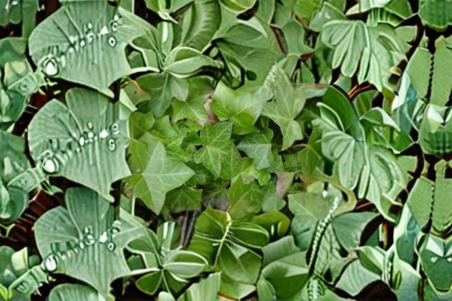 English Ivy Plants - 10 Rooted Evergreen Climbing Vines - Hedera helix - Dense Green Foliage for Ground Cover or Containers