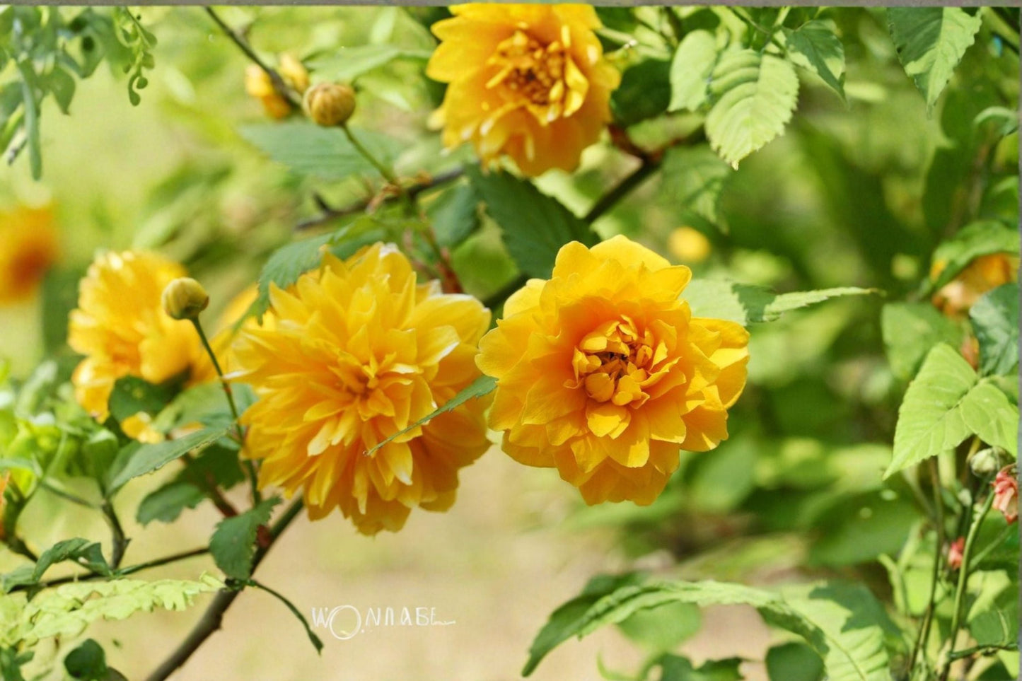 Japanese Kerria Cuttings 8 Pack - Kerria japonica - Yellow Flowering Shrub for Propagation