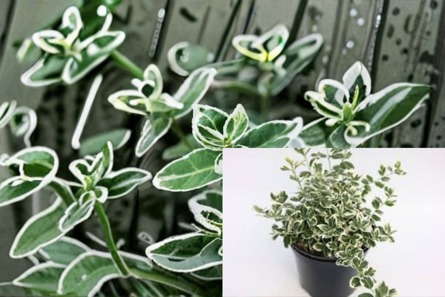 Emerald Gaiety Euonymus Plant - Variegated Evergreen Shrub - Euonymus fortunei ‘Emerald Gaiety’ - Groundcover for Full Sun to Partial Shade