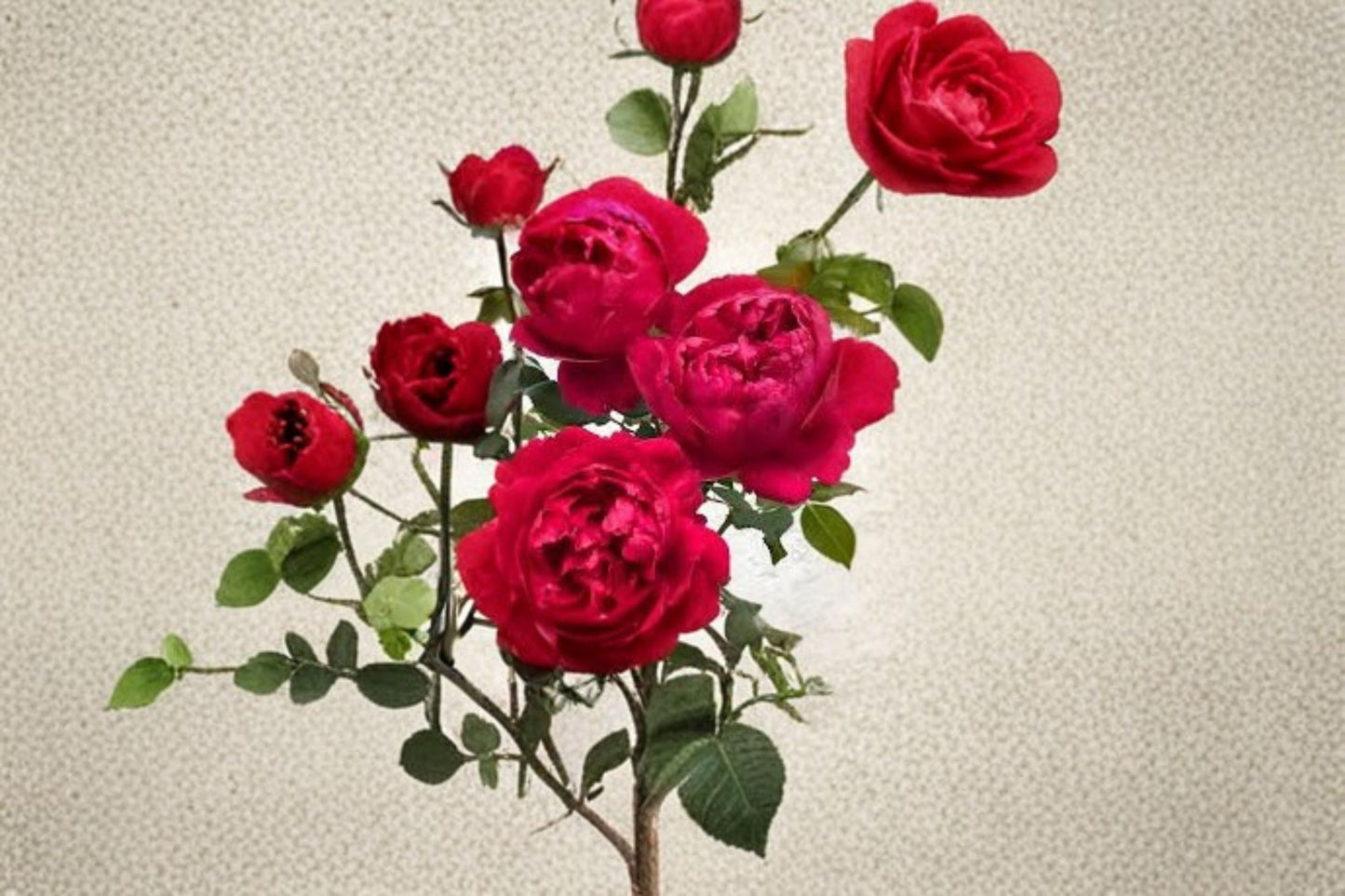 230 Ligare Rose Live Plant - Fragrant Peony-Style Pink Apricot Shrub Rose - Rosa hybrid - Own Root Garden Rose