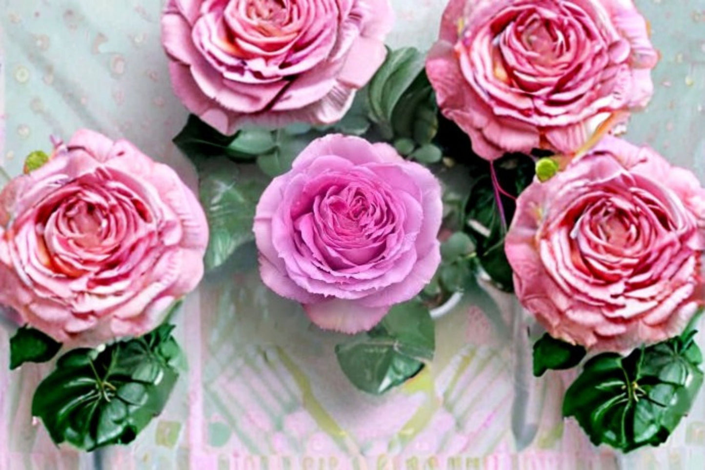 Lavender Lace Rose Live Plant - Lavender Pink Cut Rose - Rosa Hybrid - Compact Ornamental Blooms for Garden & Containers