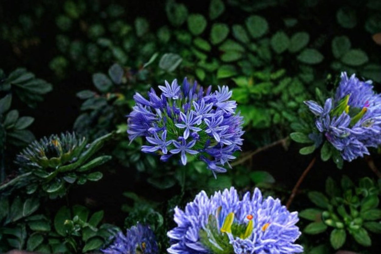 Pacific Sunset Agapanthus Plant - Blue-Purple Flowers, Variegated Foliage - Agapanthus praecox 'MP01' - Evergreen Perennial