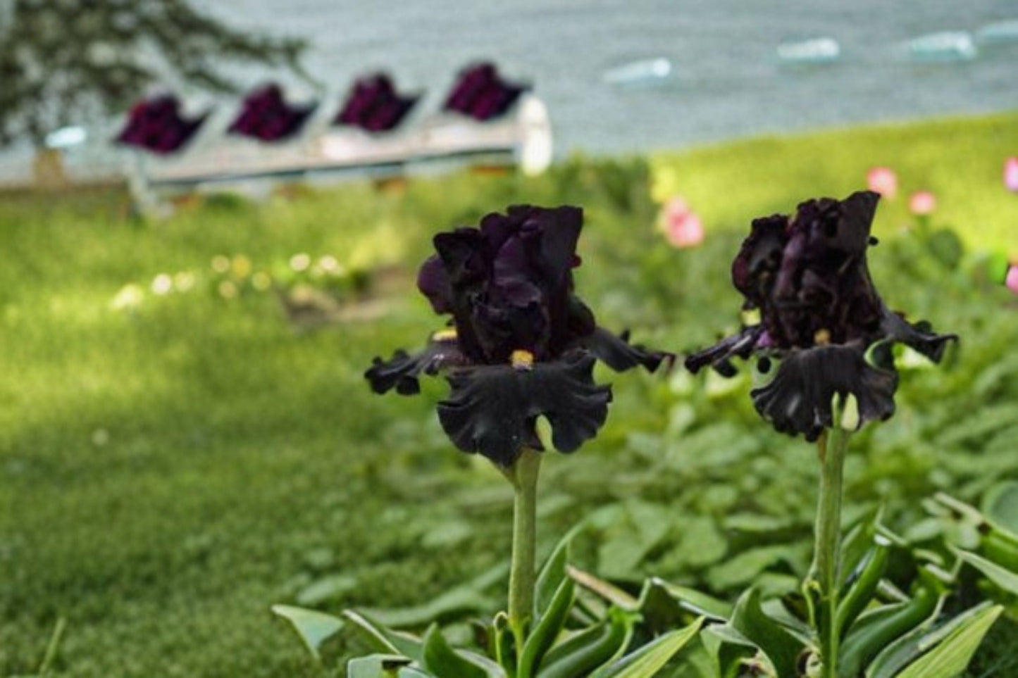 Black Bearded Iris Live Plant - Senior Jinx Iris Perennial - Iris germanica 'Senior Jinx' - Drought Tolerant, Deer Resistant