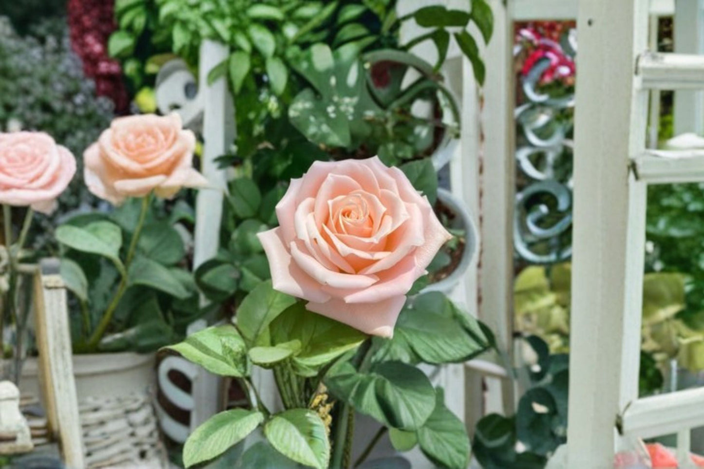 Almond Candy Rose Live Plant - Cream Apricot Ornamental Rose - Rosa Hybrid - Perfect for Gardens and Floral Arrangements