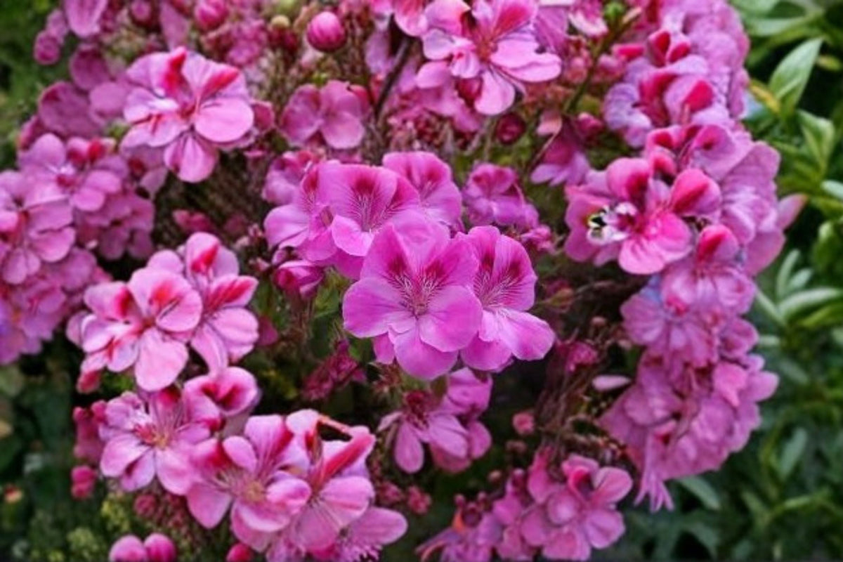 Regal Geranium Cuttings - 5 Unrooted Pelargonium × domesticum - Purple-Pink Blooms - Ideal for Propagation and Container Gardens