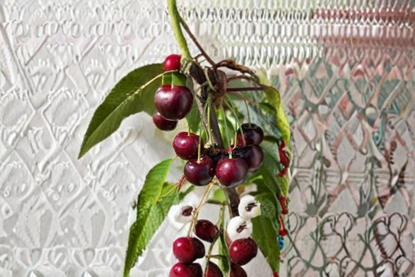 Bing Cherry Cuttings 6 Unrooted - Prunus avium - Sweet Dark Red Cherries - Fruit Tree for Propagation and Home Orchard