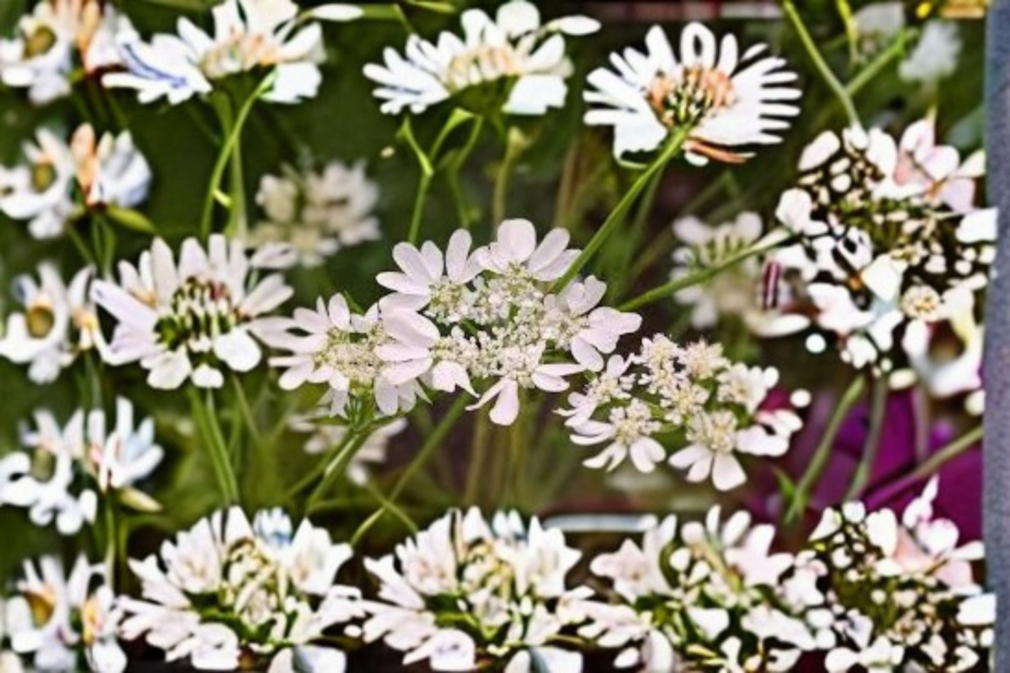 White Lace Flower Plant - 2-4 Inch Starter Plug - Orlaya grandiflora - Delicate White Blooms - Annual Garden Flower
