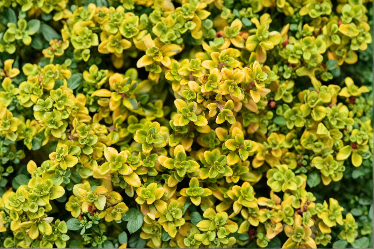 Lemon Thyme Plant - Thymus citriodorus - Aromatic Culinary Herb, Evergreen Perennial for Garden or Container