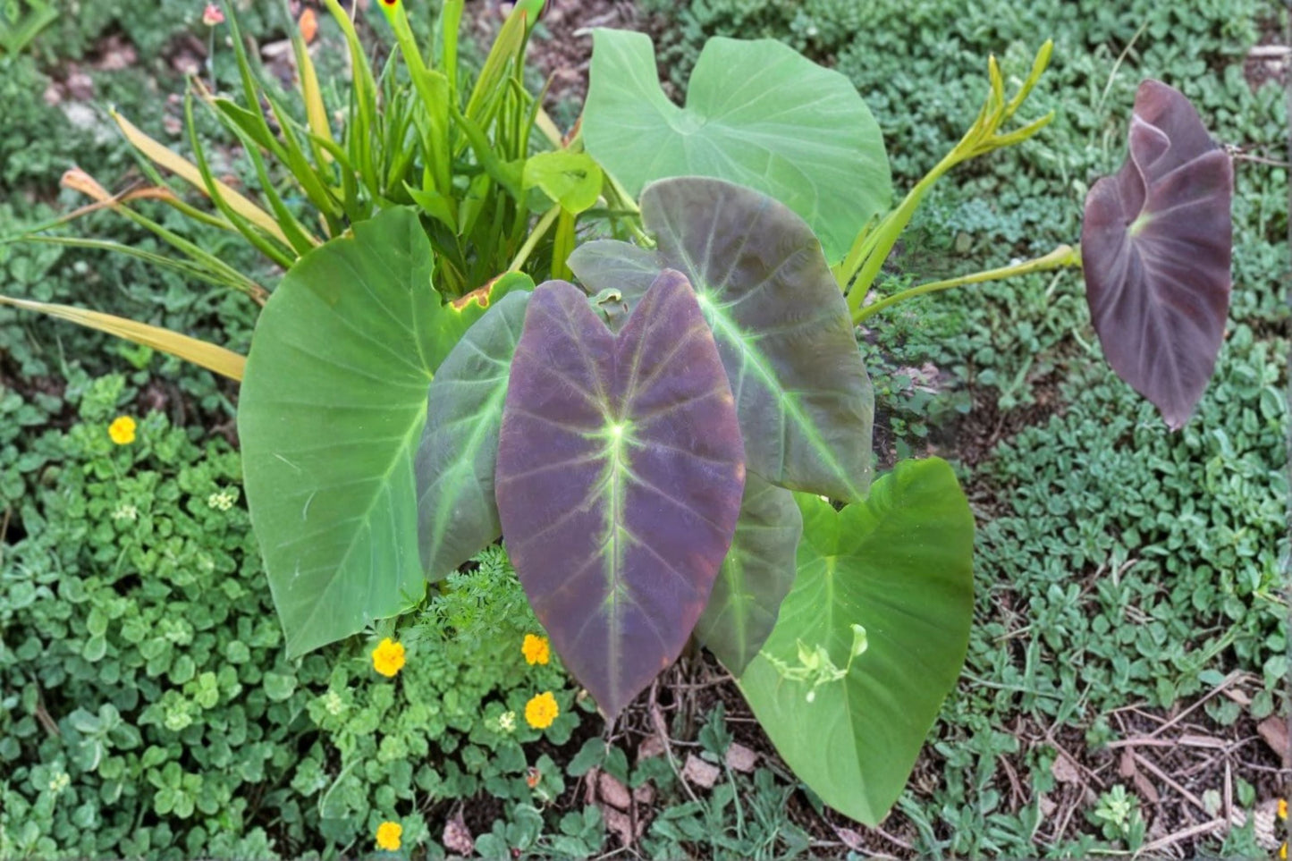 Colocasia Illustris Live Plant - Black Beauty Elephant Ear - Tropical Foliage - Ornamental Dark Leaves - Colocasia antiquorum