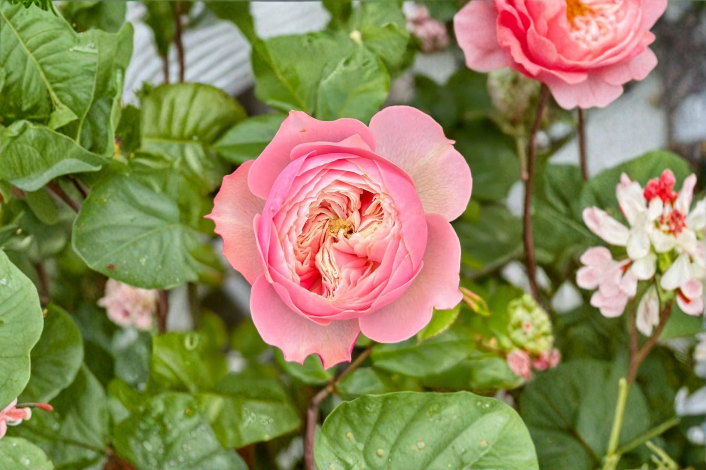 Northanger Abbey Rose Live Plant - Pink Cup-Shaped Rose - Rosa hybrid - Repeat Blooming Ornamental Garden Flower