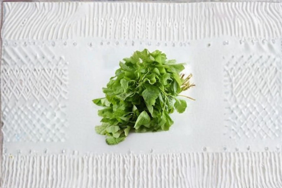Christmas Cactus Starter Plant - Miss Shimano - Schlumbergera Truncata - Well-Rooted Indoor Cactus for Holiday Decor
