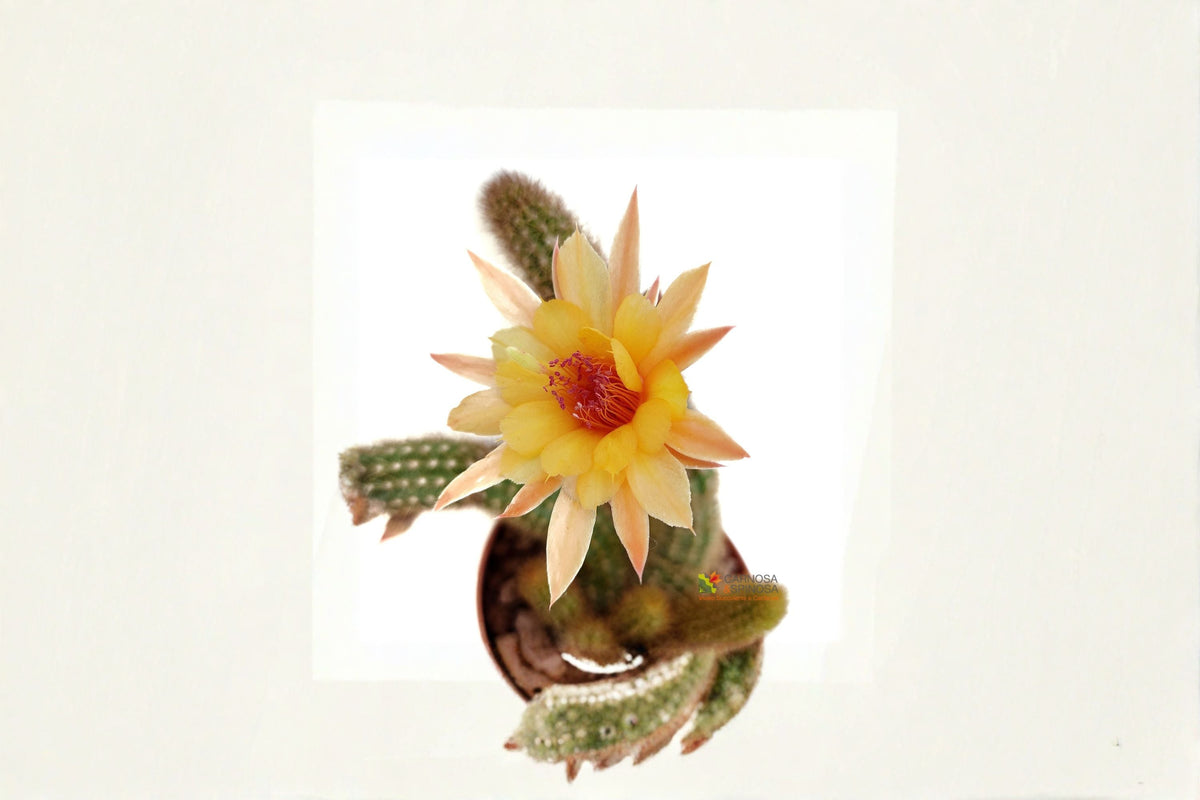 Rooted Cactus Plant - Hildewintera Humkes Kleine Gelber - Trailing Hybrid Cactus - Bright Yellow Blooms - Indoor/Outdoor Use