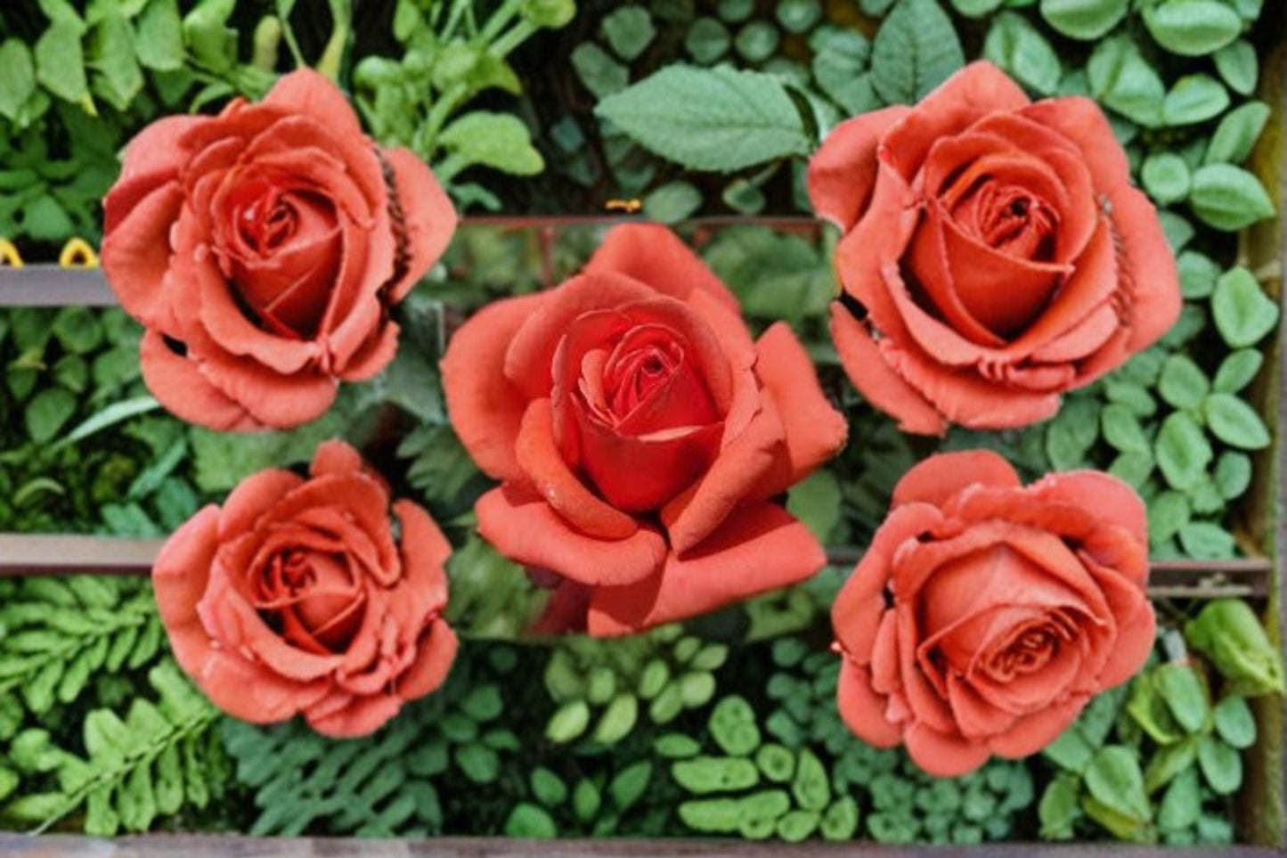 Fragrant Cloud Rose Live Plant - 1.5 Gal Coral Red Hybrid Tea Rose - Rosa 'Fragrant Cloud' - Fragrant & Repeat Blooming