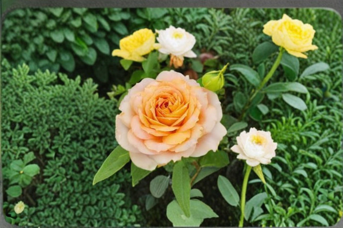 Caramel Antike Rose Live Plant - Vintage-Style Ornamental Rose - Rosa Hybrid - Long Lasting, Repeat Blooming, Heat Tolerant