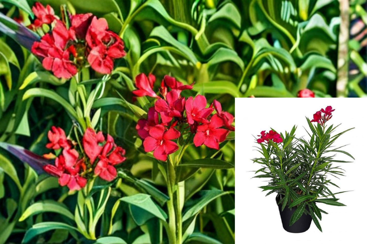 Red Oleander Plant - Evergreen Shrub with Crimson Red Flowers - Nerium oleander ‘Jannoch’ - Ideal for Hedges and Borders