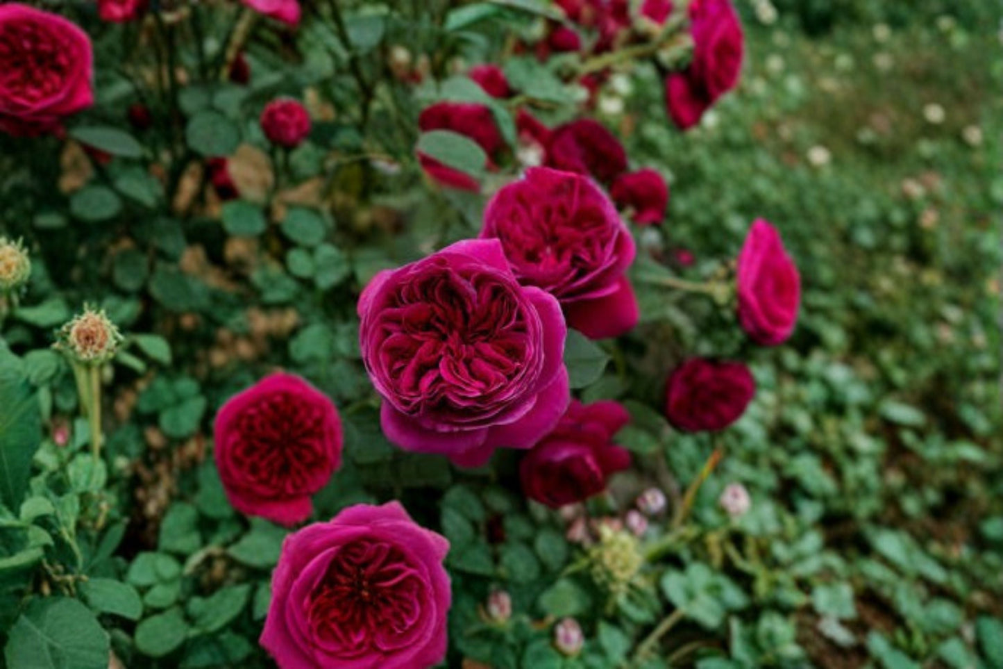 Yves Cantina Rose Live Plant - Fragrant Japanese Garden Rose - Rosa Hybrid - Ornamental, Heat Tolerant, Repeat Blooming