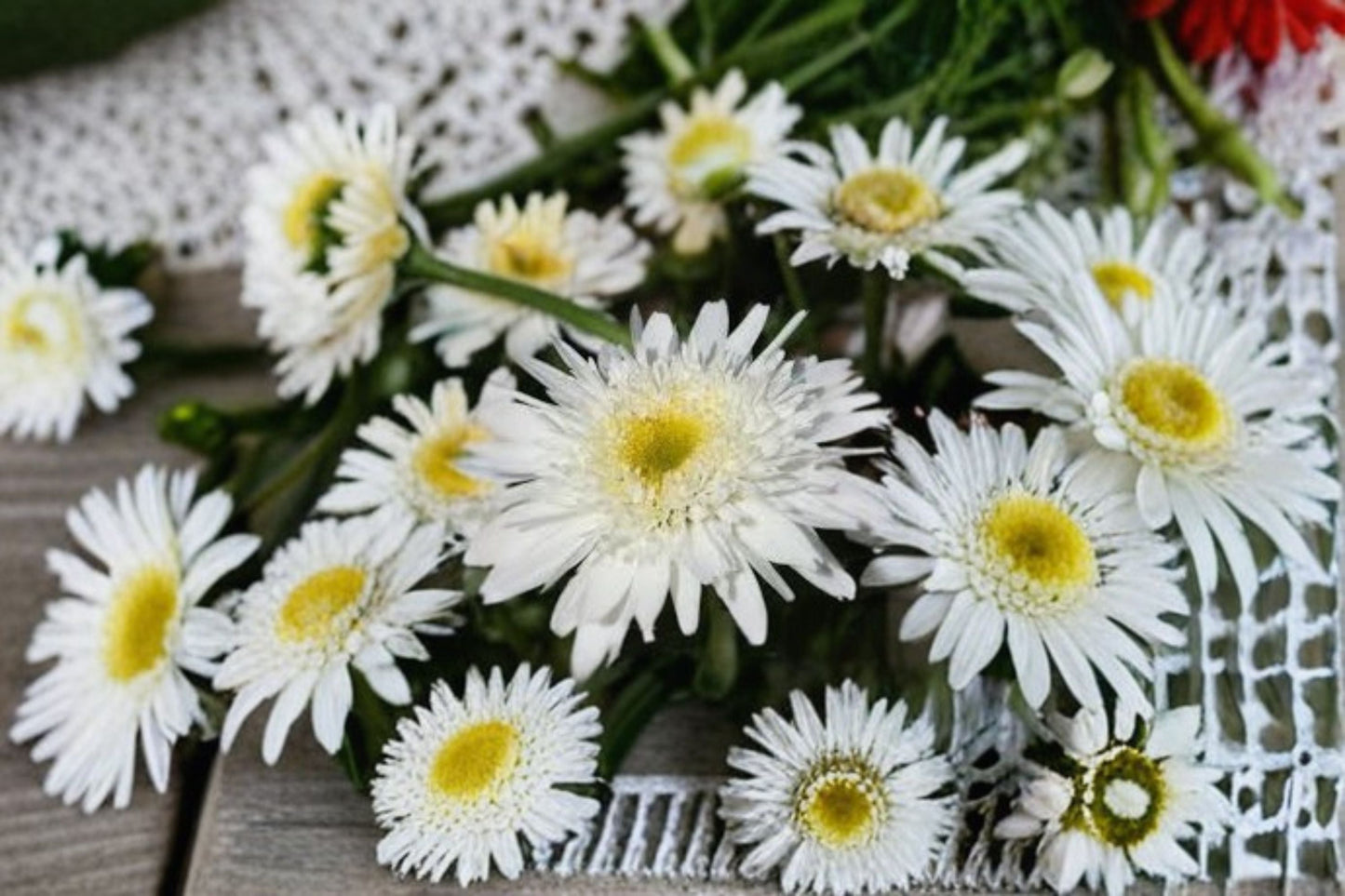 Shasta Daisy Plant - Leucanthemum superbum - White Flower Perennial for Garden Borders - Sun-Loving Ornamental Plant