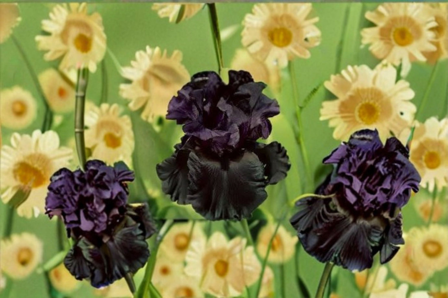 Raven Girl Iris Live Plant - Black Bearded Iris Perennial - Iris germanica 'Raven Girl' - Drought Tolerant, Deer Resistant