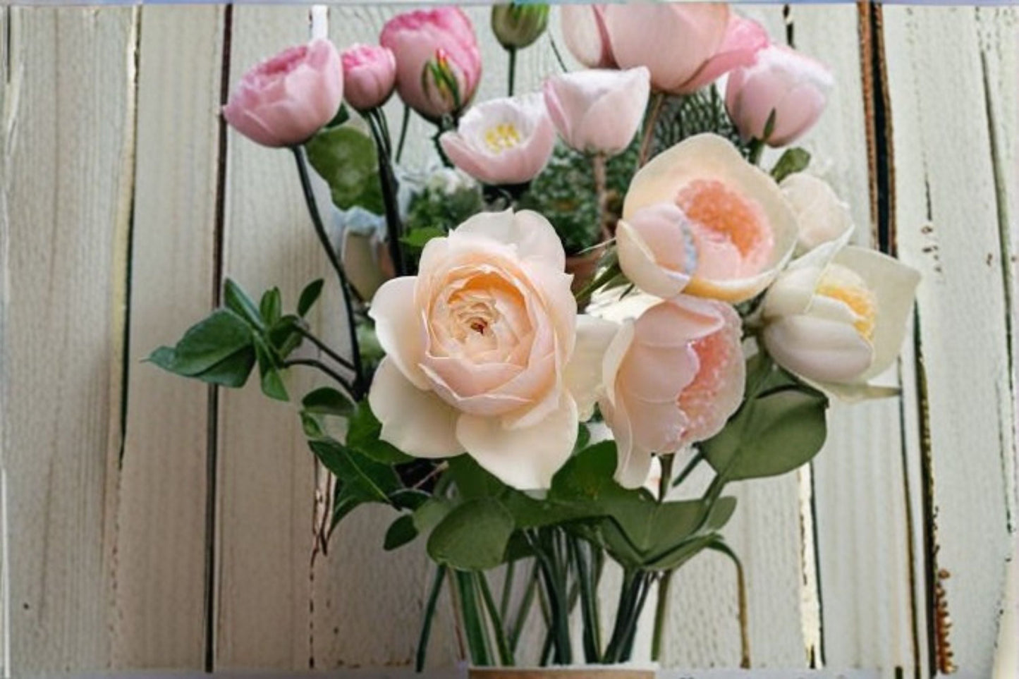 Totoro Rose Live Plant - Cream Apricot Austin Style Rose - Rosa hybrid - Fragrant Cut Flower Rose for Gardens and Arrangements