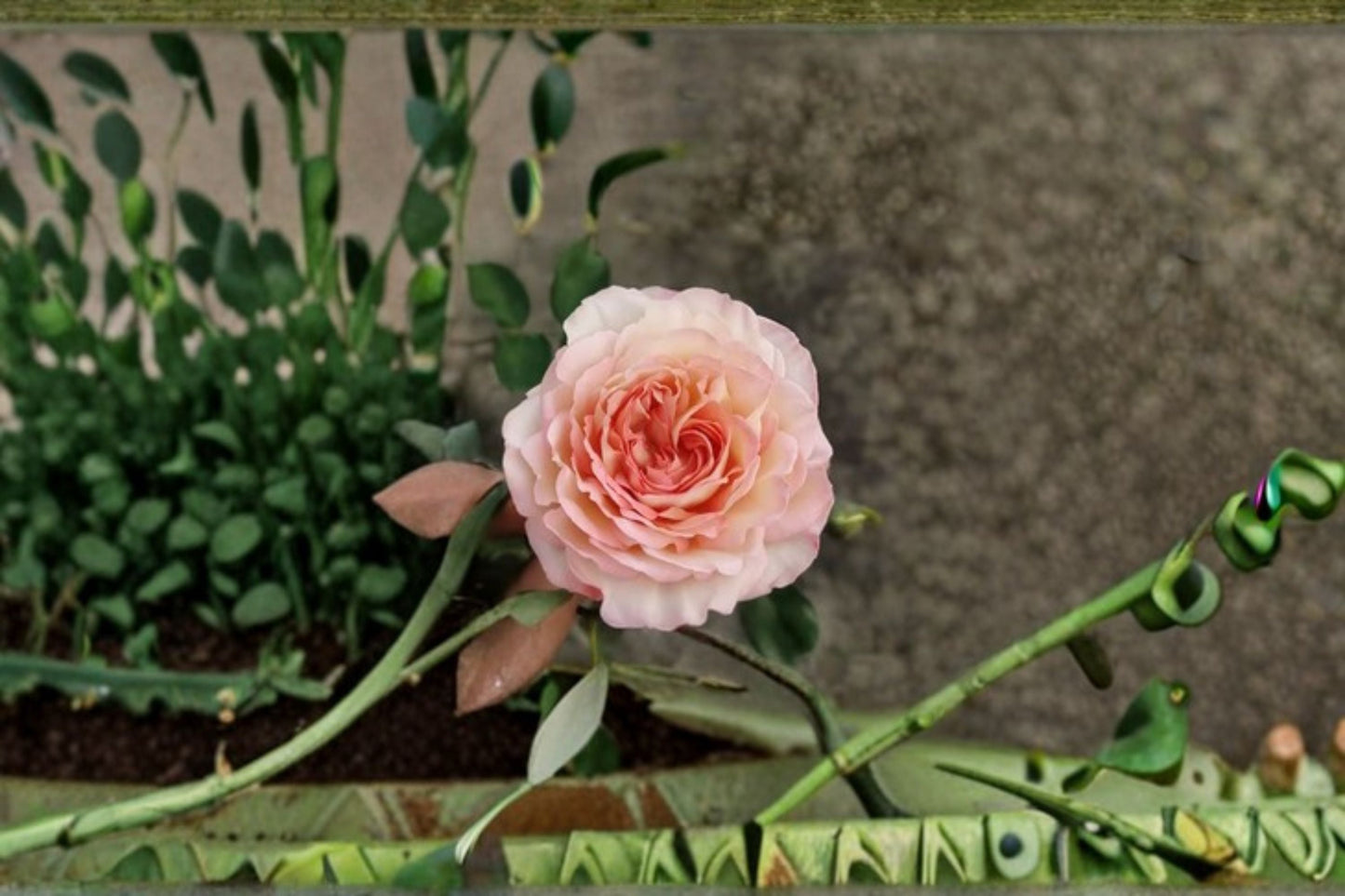 Fragrant Live Rose Plant - Yves Rose, Japanese Garden Rose, Rosa hybrid, Repeat Blooming, Classic Perfume, Pink Purple Flowers