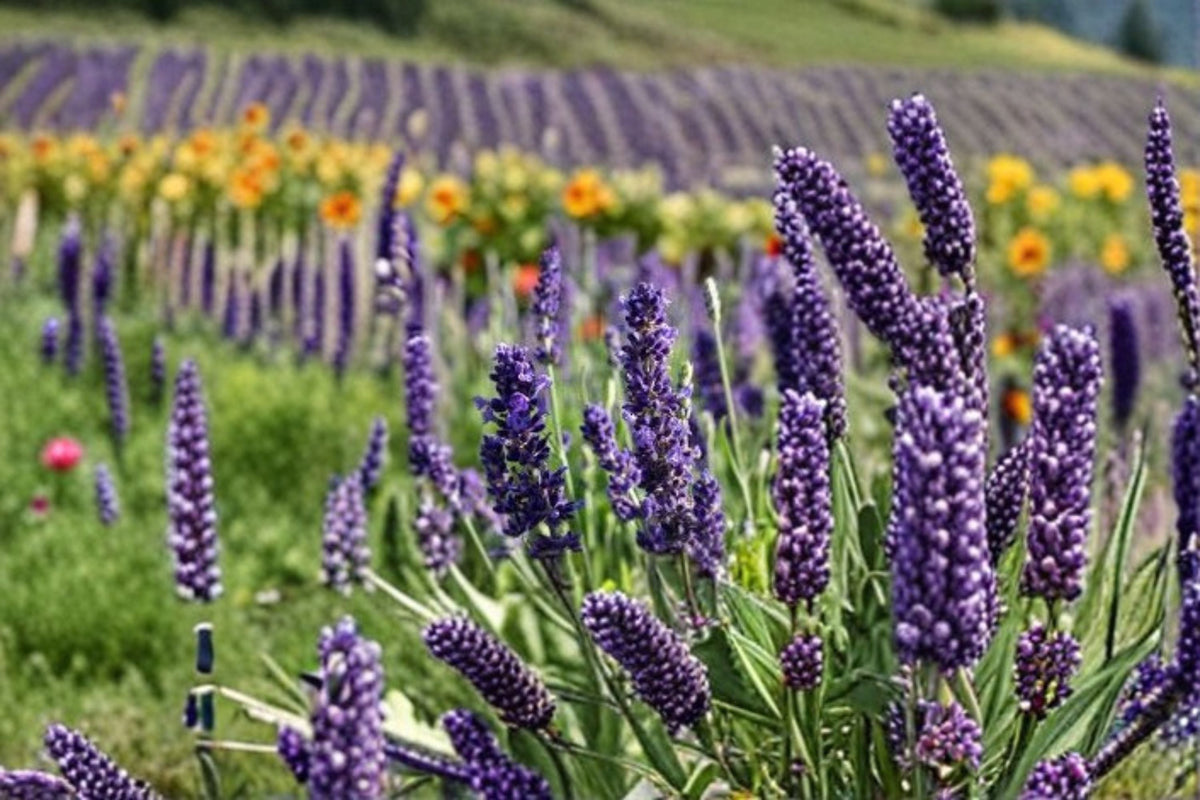 Blue Spear Lavender Plant - Lavandula angustifolia - Fragrant Purple Flowering Herb for Gardens and Containers