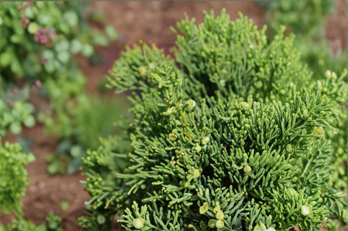 Hollywood Juniper Plant - Evergreen Shrub with Blue-Green Foliage - Juniperus chinensis - Sculptural Landscape Accent
