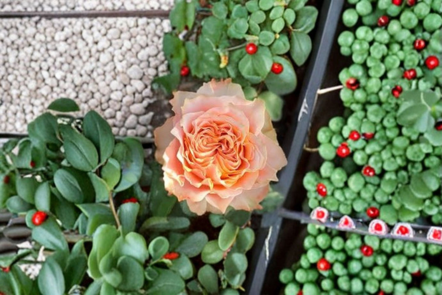 Living Coral Rose Plant - Coral Pink Floribunda - Rosa Hybrid - Own Root, Fragrant, Repeat Bloomer for Garden and Landscape