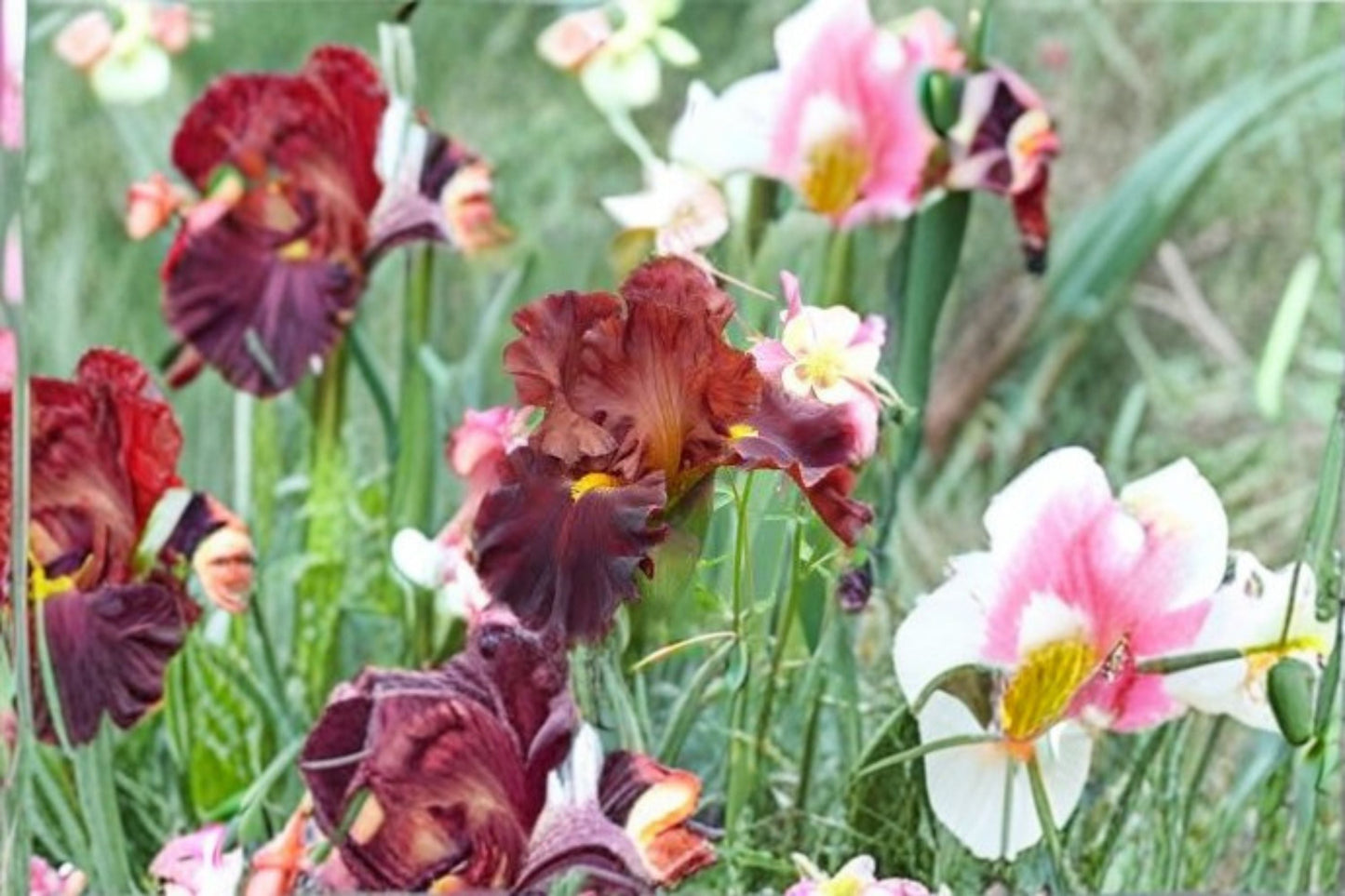 Valentino Iris Live Plant - Brick Red Bearded Iris Perennial - Iris germanica 'Valentino' - Fragrant Flowering Plant