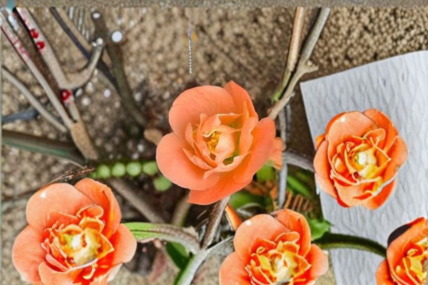 Cameo Flowering Quince Live Plant 3.5 Inch Pot Chaenomeles speciosa 'Cameo' Apricot Blooms Compact Shrub for Borders