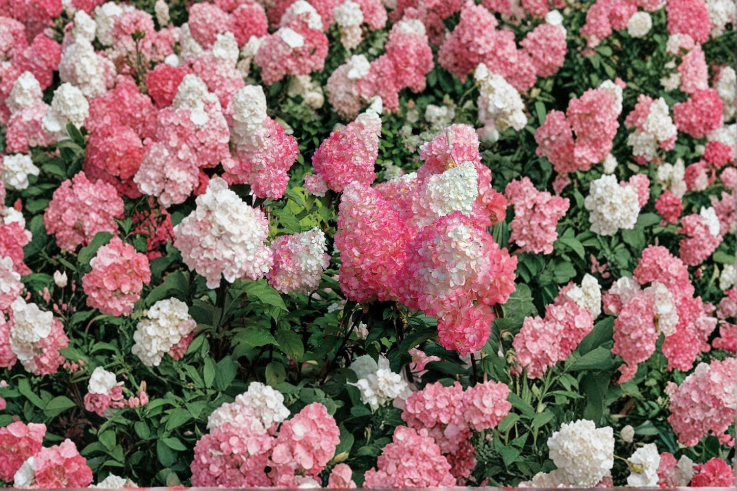 Vanilla Strawberry Hydrangea Cuttings 6 Pack - Hydrangea paniculata - White to Pink Flowering Shrub for Propagation