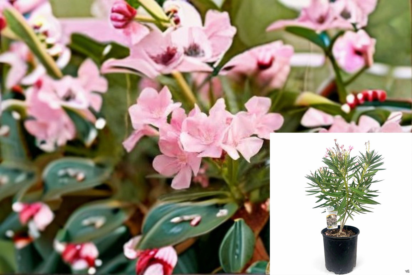 Petite Pink Oleander Plant - Compact Evergreen Shrub with Light Pink Flowers - Nerium oleander 'Petite Pink'