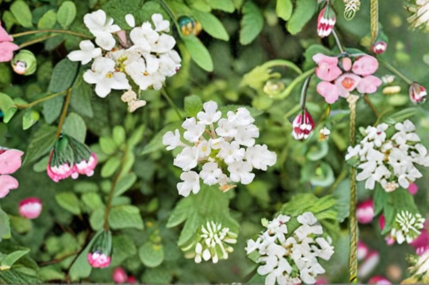 2 Live Trailing White Lantana Plants - 4-6 Inch Starter - Lantana camara - Ornamental Groundcover for Baskets & Containers