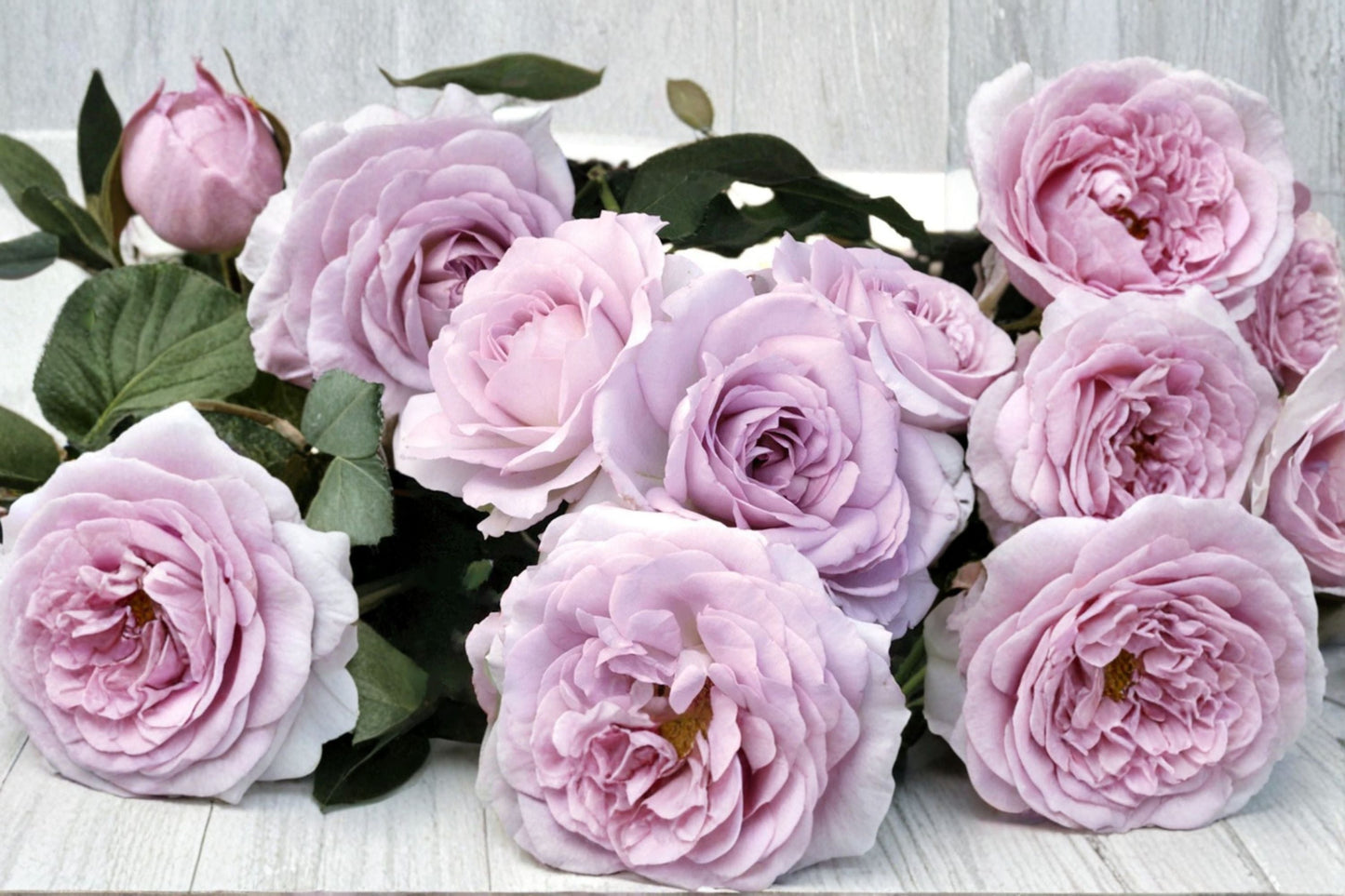Silver Lining Rose Live Plant | Silvery Gray Cut Rose | Rosa Hybrid | Own Root, Ornamental, Repeat Blooming