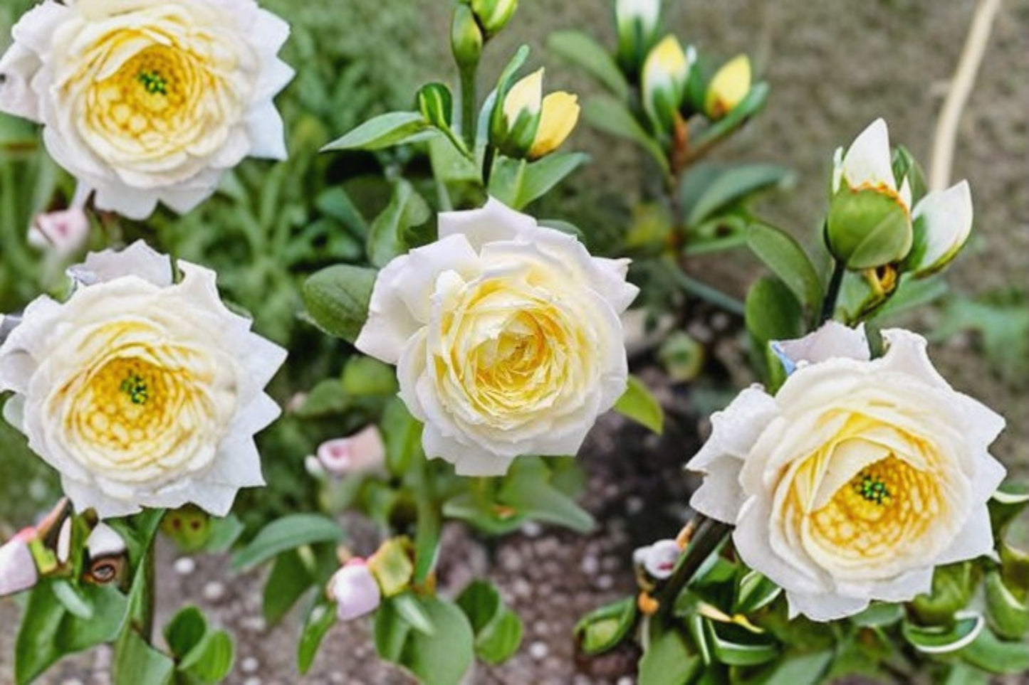 Fragrant Amnesty International Rose Live Plant - Repeat Blooming Ornamental Cut Rose - Rosa hybrid - Lemon Cream Yellow