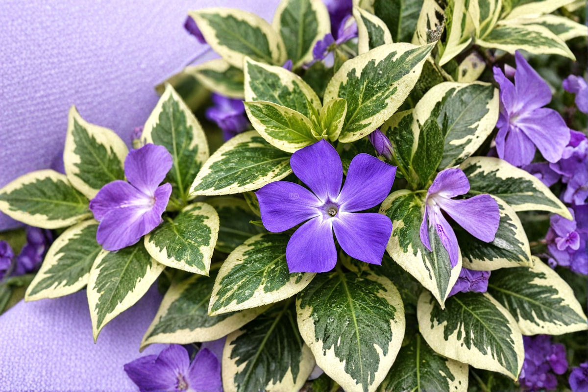 Variegated Vinca Major Plant - Trailing Perennial with Blue Flowers - Vinca major - Groundcover for Sun & Shade