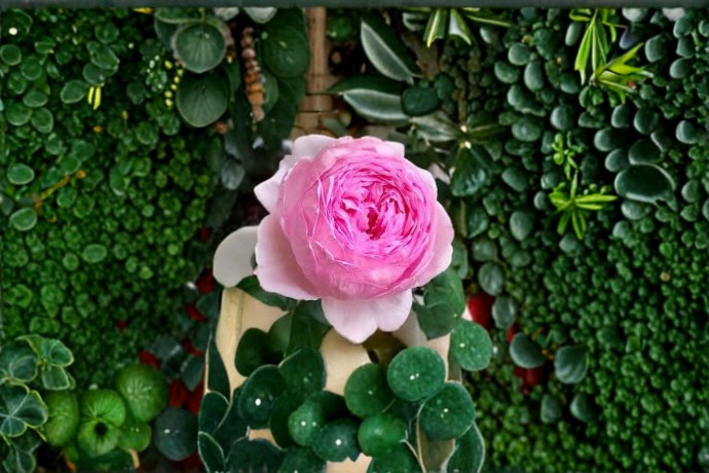 Yu Huan Ming Rose Plant - Live Fragrant Pink Cut Rose - Rosa hybrid - Ornamental Garden Flower with Myrrh Scent