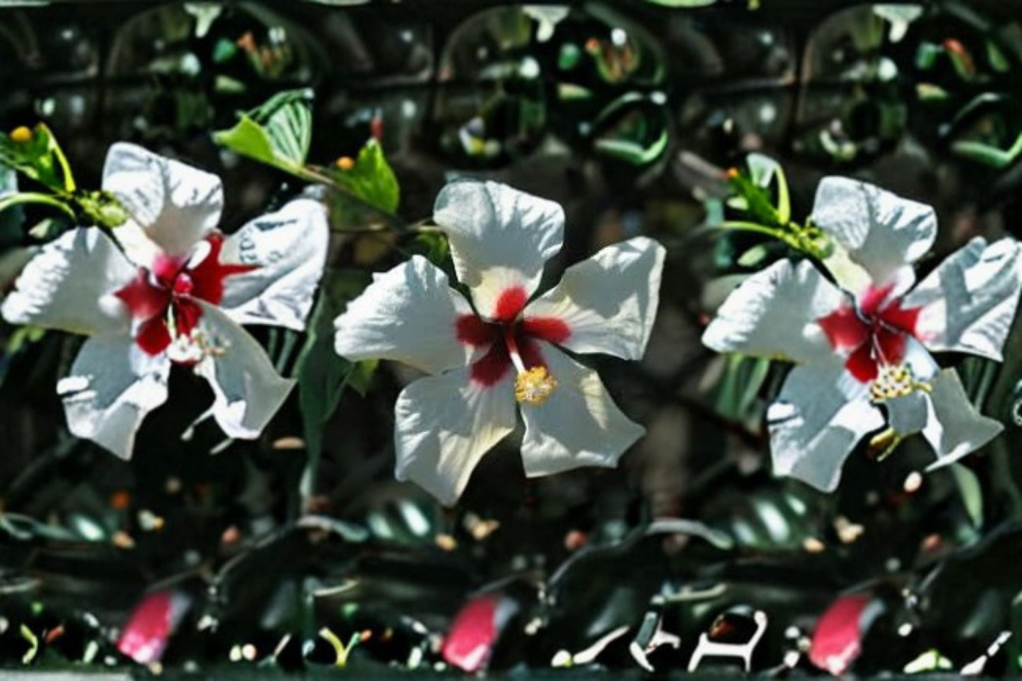 White Wing Hibiscus Plant - Tropical Evergreen Shrub - White Flowers with Red Center - Hibiscus rosa-sinensis ‘White Wings’