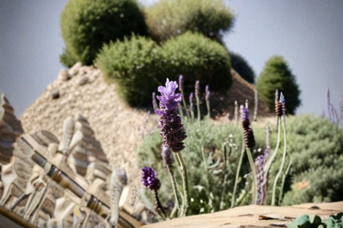 Goodwin Creek Lavender Plants - 2, 4, or 6 Starter Plants - Lavandula x ginginsii ‘Goodwin Creek Grey’ - Aromatic Purple Flowers