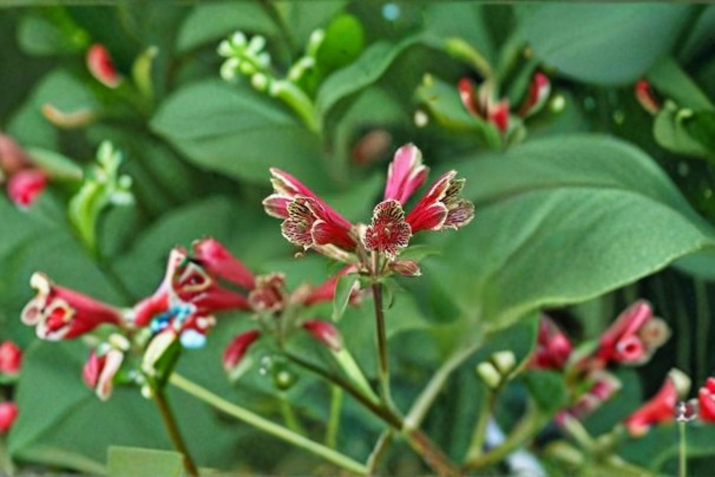 Parrot Lily Bulbs - 2 Live Bulbs, Crimson Flowers - Alstroemeria psittacina, Tropical Garden Perennial Plant