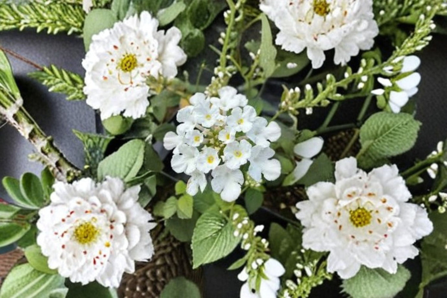 Trailing White Lantana Plant - Lantana montevidensis 'Alba' - Evergreen Perennial with White Flowers and Yellow Centers