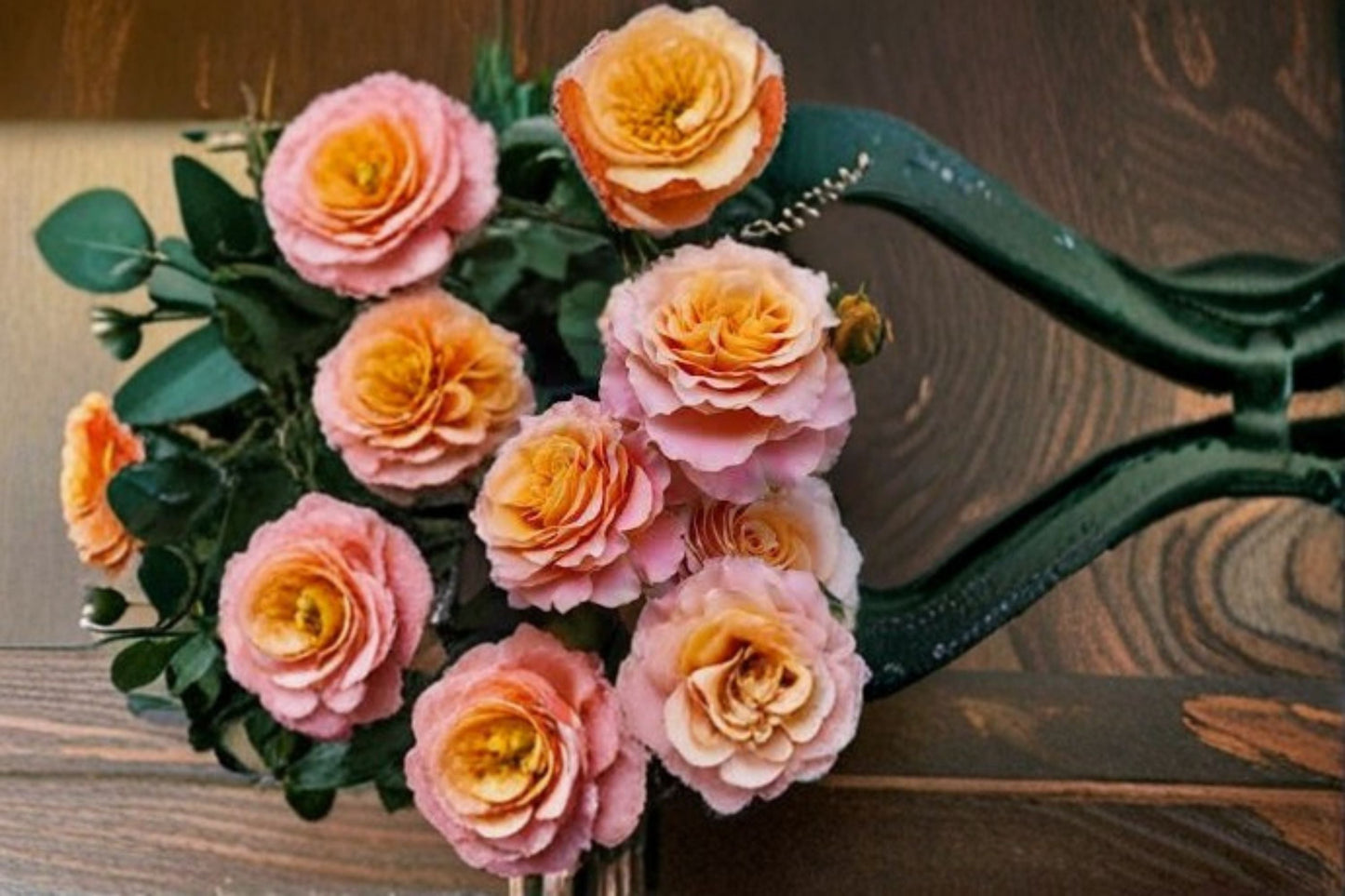 Free Spirit Rose Live Plant - 2 Year Old Strong Garden Rose - Rosa hybrid - Ornamental Flowering Rose for Sunny Gardens