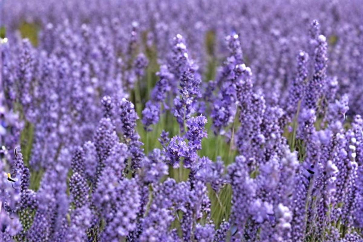 Annet Lavender Plant - Purple Flowering Herb - Lavandula angustifolia - Fragrant, Drought-Tolerant, Full Sun, Perennial