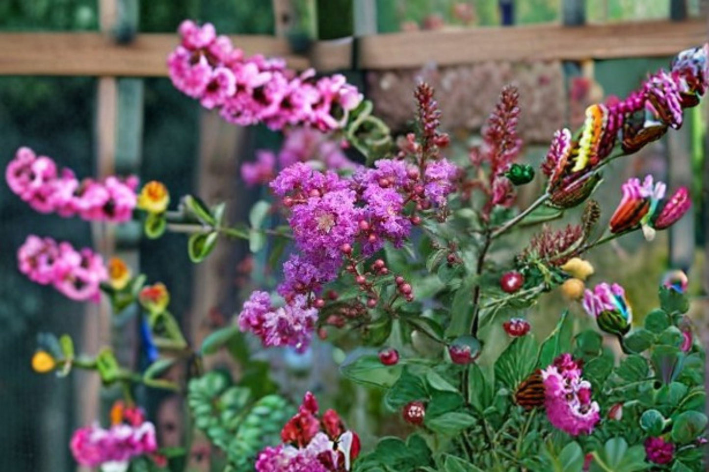 Dark Purple Crape Myrtle Plants - 2 Rooted Cuttings - Lagerstroemia indica - Ornamental Flowering Shrub for Garden