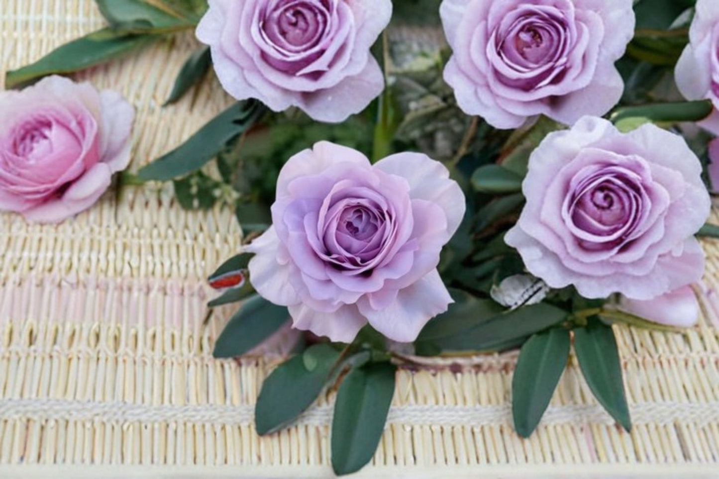 Shinoburedo Rose Live Plant - Blue Storm Rose - Rosa hybrid - Japanese Blue-Purple Ornamental Flowering Shrub